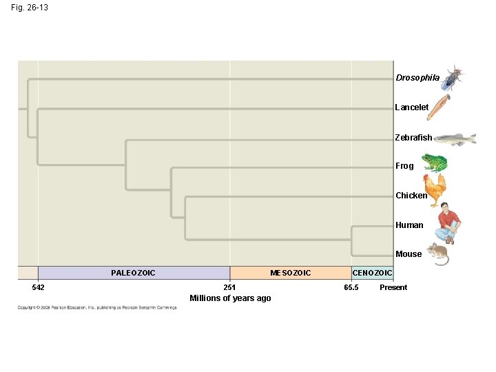 Fig. 26 -13 Drosophila Lancelet Zebrafish Frog Chicken Human Mouse PALEOZOIC 542 MESOZOIC 251