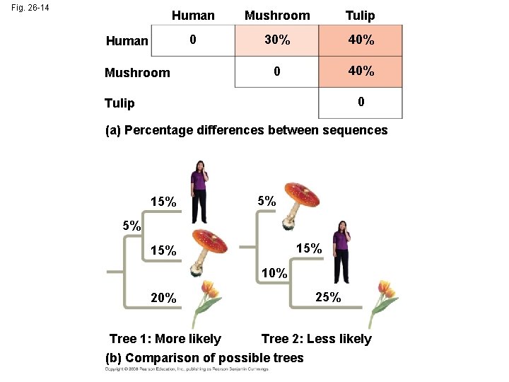 Fig. 26 -14 Human Mushroom Tulip 0 30% 40% 0 40% Human Mushroom 0