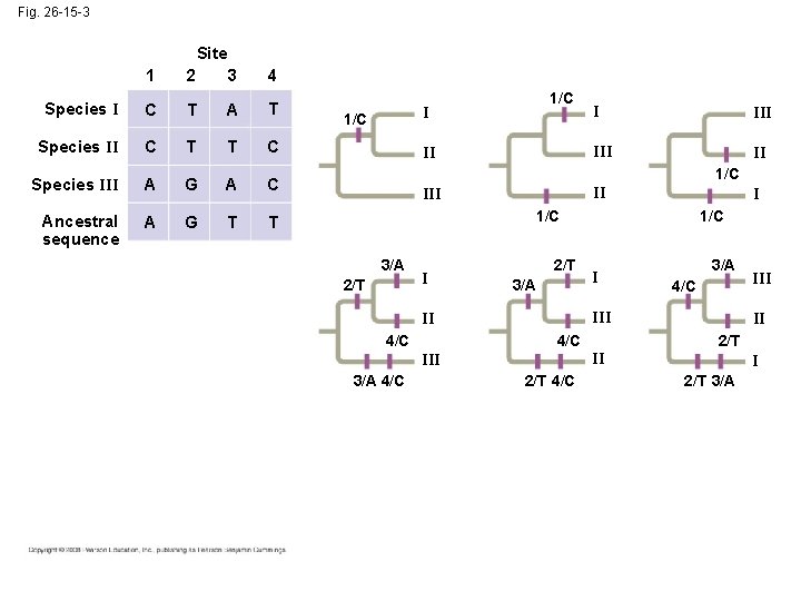 Fig. 26 -15 -3 Site 1 2 3 4 Species I C T A