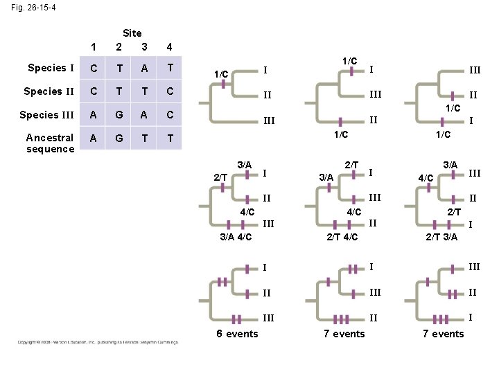 Fig. 26 -15 -4 Site 1 2 3 4 Species I C T A