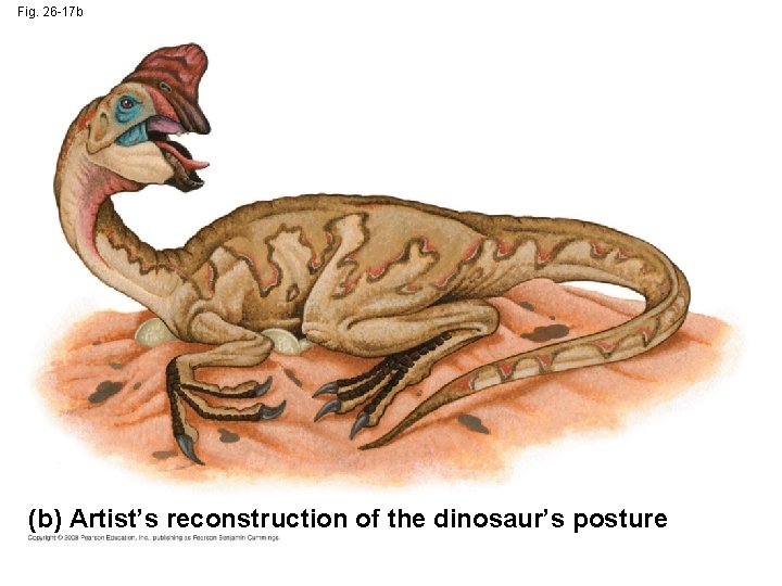 Fig. 26 -17 b (b) Artist’s reconstruction of the dinosaur’s posture 