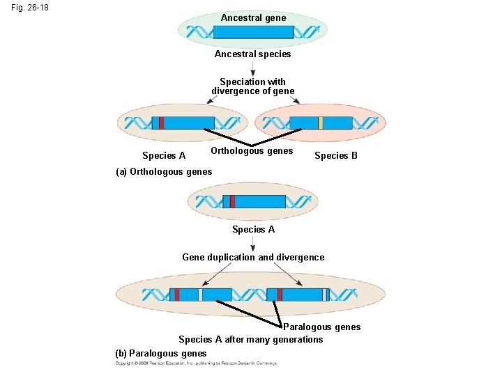 Fig. 26 -18 Ancestral gene Ancestral species Speciation with divergence of gene Species A