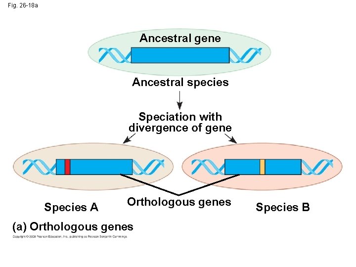 Fig. 26 -18 a Ancestral gene Ancestral species Speciation with divergence of gene Species