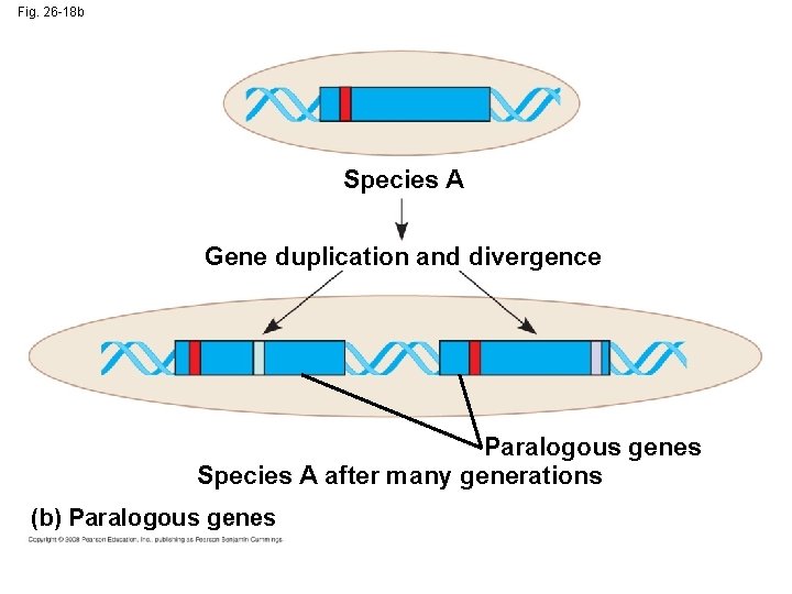 Fig. 26 -18 b Species A Gene duplication and divergence Paralogous genes Species A