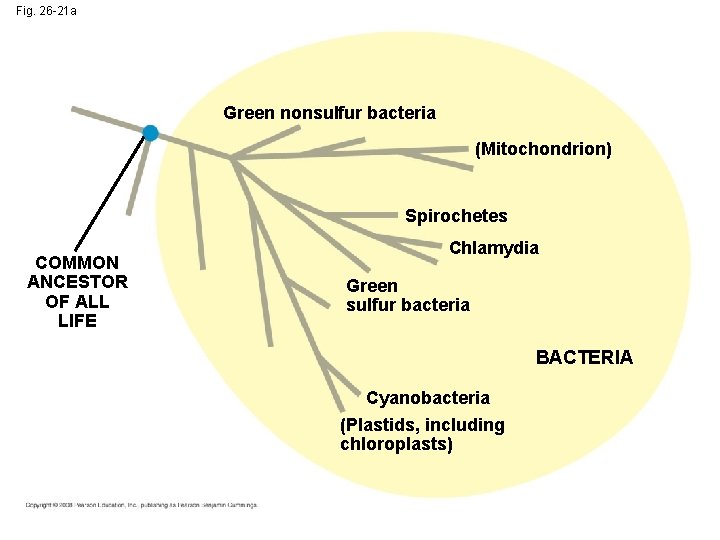 Fig. 26 -21 a Green nonsulfur bacteria (Mitochondrion) Spirochetes COMMON ANCESTOR OF ALL LIFE