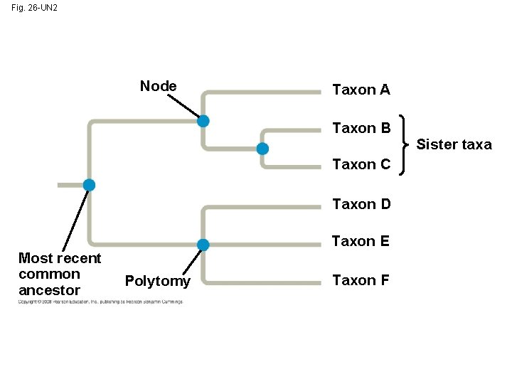 Fig. 26 -UN 2 Node Taxon A Taxon B Taxon C Taxon D Taxon