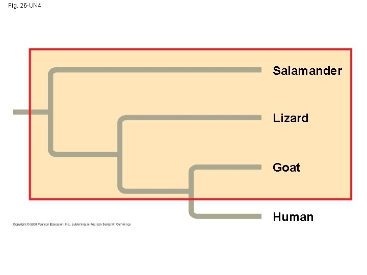 Fig. 26 -UN 4 Salamander Lizard Goat Human 