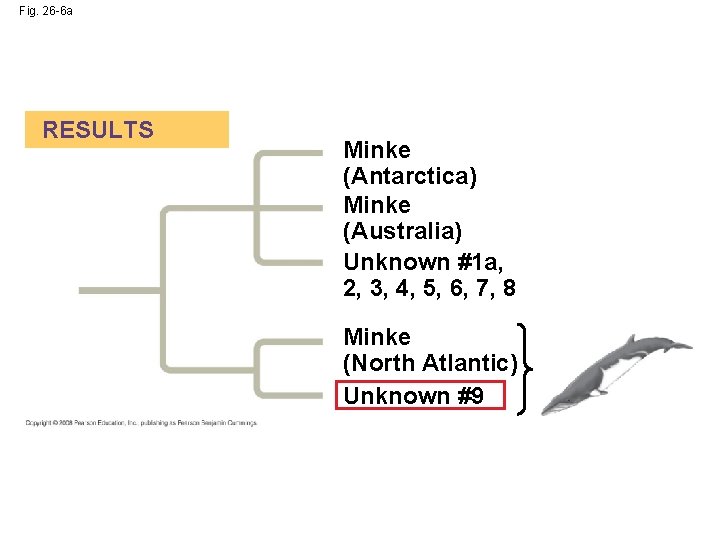 Fig. 26 -6 a RESULTS Minke (Antarctica) Minke (Australia) Unknown #1 a, 2, 3,