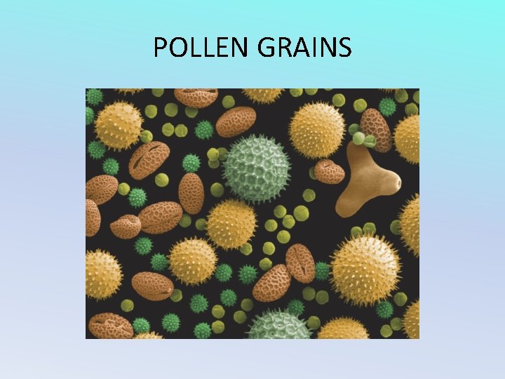 POLLEN GRAINS 