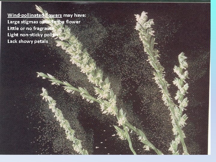 Wind-pollinated flowers may have: Large stigmas outside the flower Little or no fragrance Light