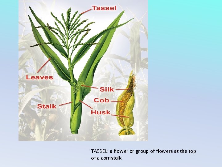 TASSEL: a flower or group of flowers at the top of a cornstalk 
