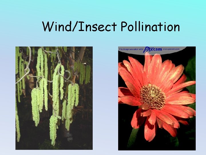 Wind/Insect Pollination 