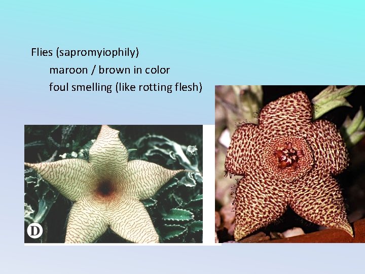 Flies (sapromyiophily) maroon / brown in color foul smelling (like rotting flesh) 