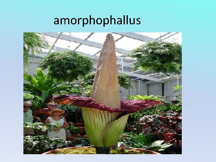 amorphophallus 