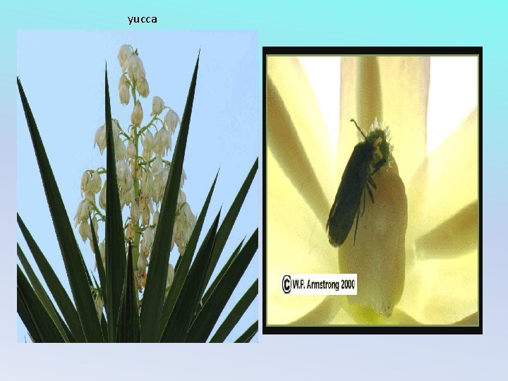 yucca 