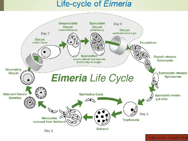 Genus Eimeria Coccidia Dr Ajit Kumar Ho D