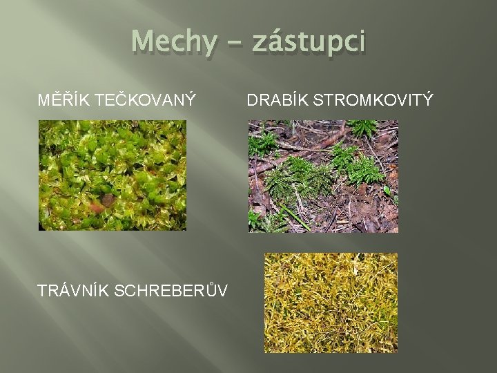 Mechy - zástupci MĚŘÍK TEČKOVANÝ TRÁVNÍK SCHREBERŮV DRABÍK STROMKOVITÝ 