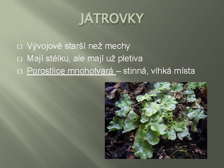 JÁTROVKY � � � Vývojově starší než mechy Mají stélku, ale mají už pletiva