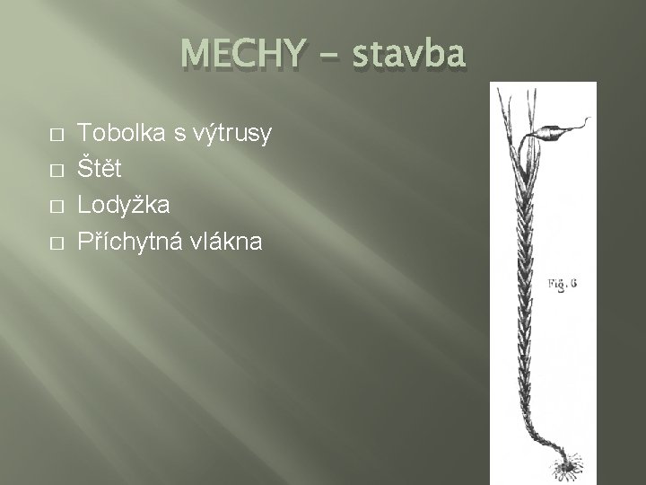 MECHY - stavba � � Tobolka s výtrusy Štět Lodyžka Příchytná vlákna 