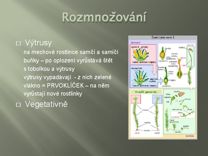 Rozmnožování � Výtrusy na mechové rostlince samčí a samičí buňky – po oplození vyrůstává