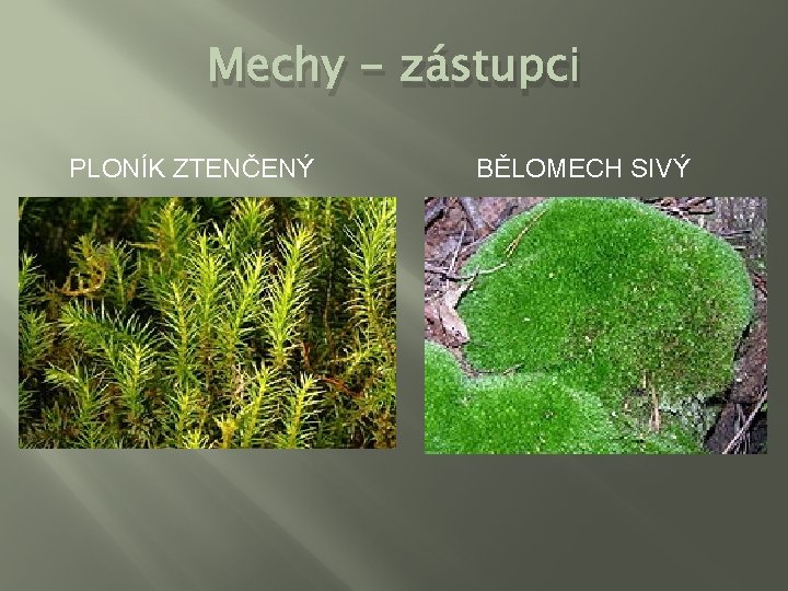 Mechy - zástupci PLONÍK ZTENČENÝ BĚLOMECH SIVÝ 