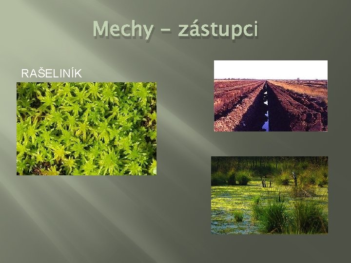 Mechy - zástupci RAŠELINÍK 