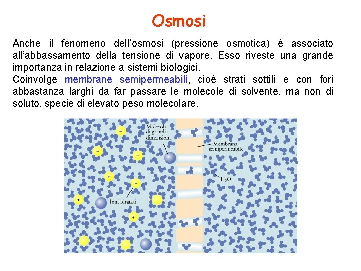 Osmosi Anche il fenomeno dell’osmosi (pressione osmotica) è associato all’abbassamento della tensione di vapore.