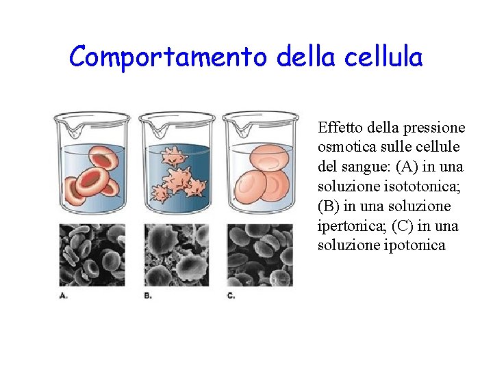 Comportamento della cellula Effetto della pressione osmotica sulle cellule del sangue: (A) in una Comportamento della cellula Effetto della pressione osmotica sulle cellule del sangue: (A) in una