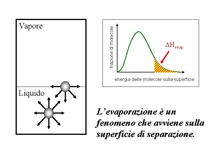 frazione di molecole Vapore Hevap. energia delle molecole sulla superficie Liquido L’evaporazione è un