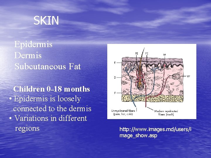 SKIN Epidermis Dermis Subcutaneous Fat Children 0– 18 months • Epidermis is loosely connected