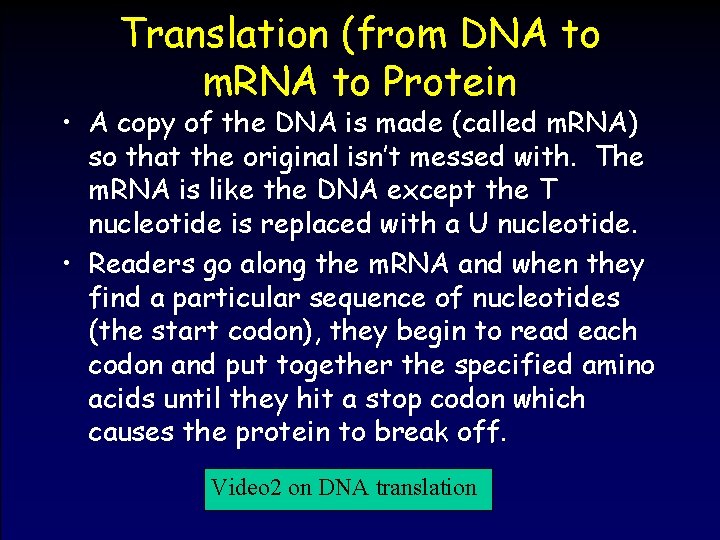 Translation (from DNA to m. RNA to Protein • A copy of the DNA