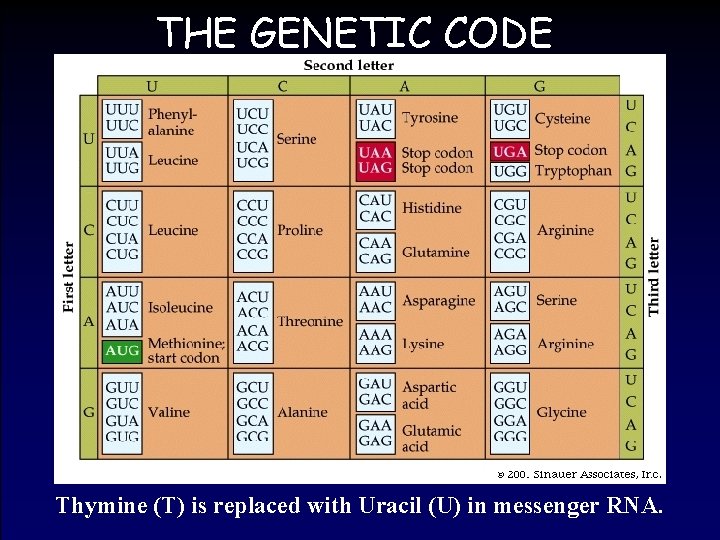 THE GENETIC CODE Thymine (T) is replaced with Uracil (U) in messenger RNA. 