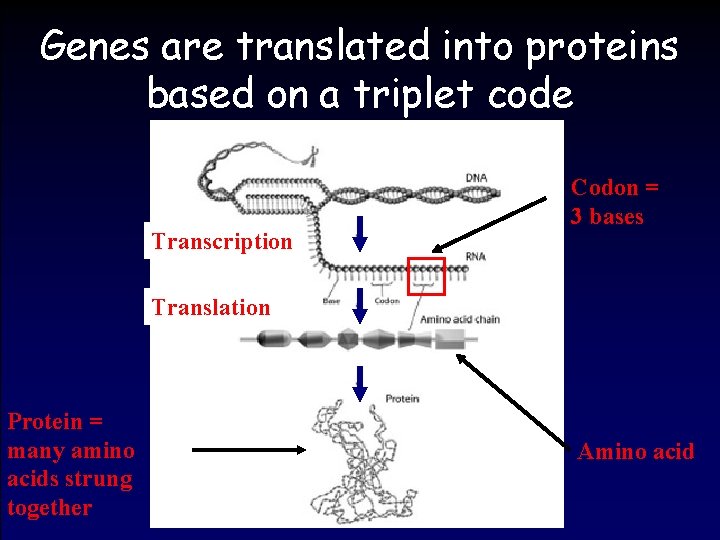 Genes are translated into proteins based on a triplet code Transcription Codon = 3