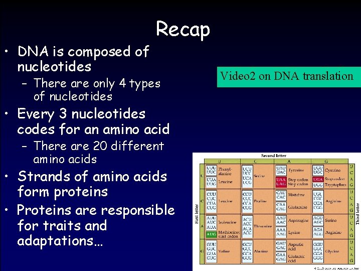  • DNA is composed of nucleotides Recap – There are only 4 types