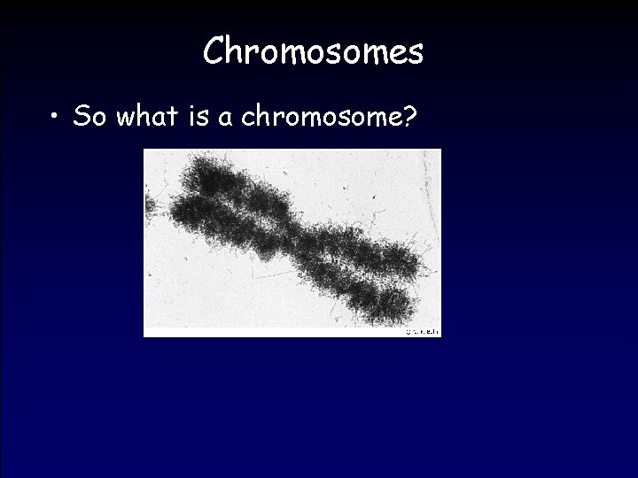 Chromosomes • So what is a chromosome? 