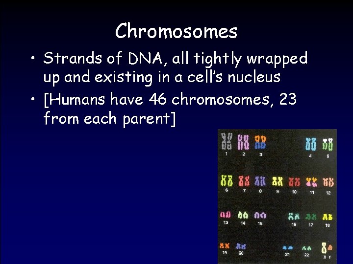 Chromosomes • Strands of DNA, all tightly wrapped up and existing in a cell’s