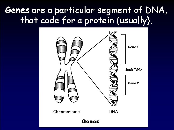 Genes are a particular segment of DNA, that code for a protein (usually). Junk