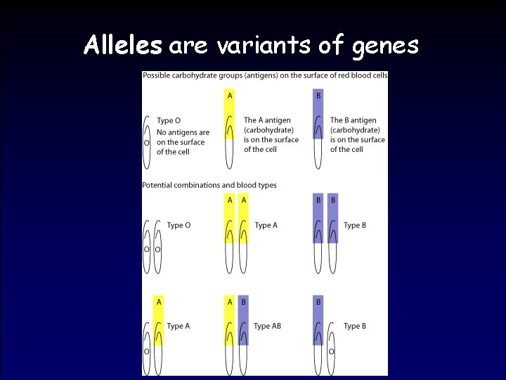 Alleles are variants of genes 