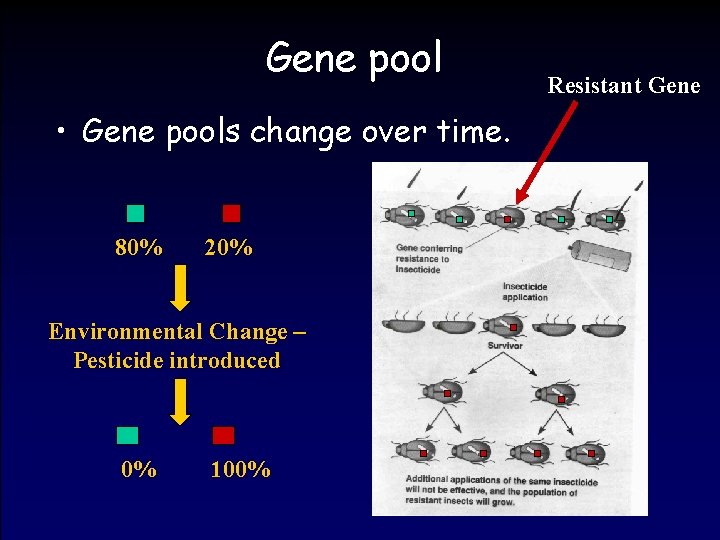 Gene pool • Gene pools change over time. 80% 20% Environmental Change – Pesticide