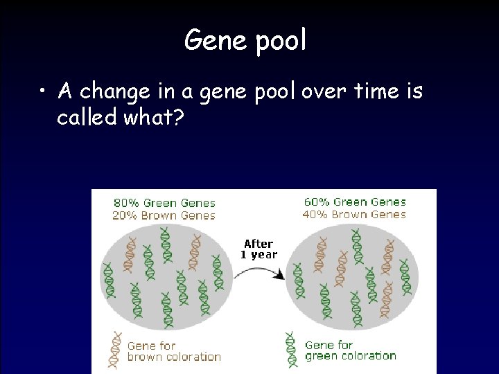 Gene pool • A change in a gene pool over time is called what?