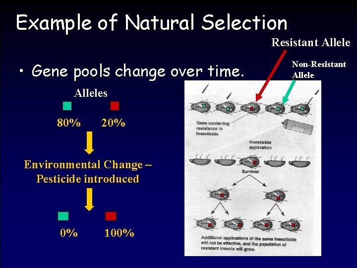 Example of Natural Selection Resistant Allele • Gene pools change over time. Alleles 80%