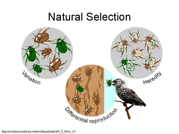 Natural Selection http: //evolution. berkeley. edu/evolibrary/article/0_0_0/evo_14 