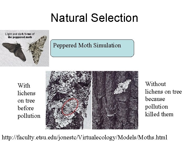 Natural Selection Peppered Moth Simulation With lichens on tree before pollution Without lichens on