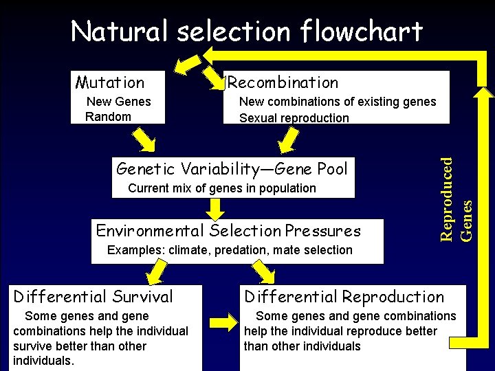 Natural selection flowchart New Genes Random Recombination New combinations of existing genes Sexual reproduction