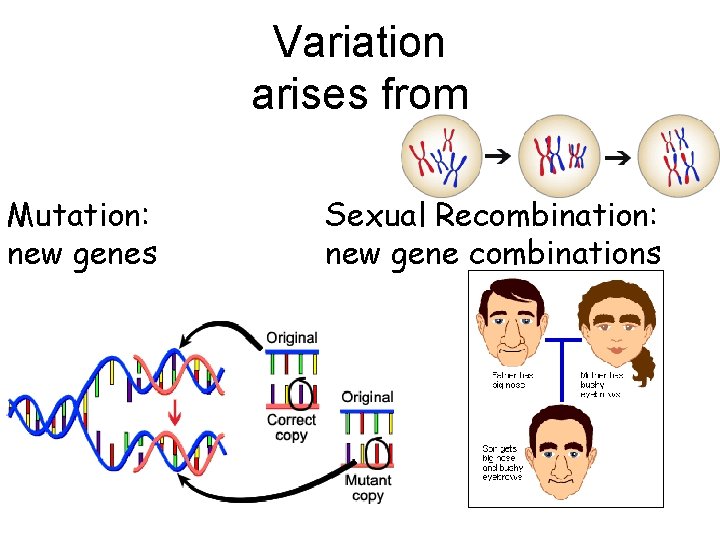 Variation arises from Mutation: new genes Sexual Recombination: new gene combinations 