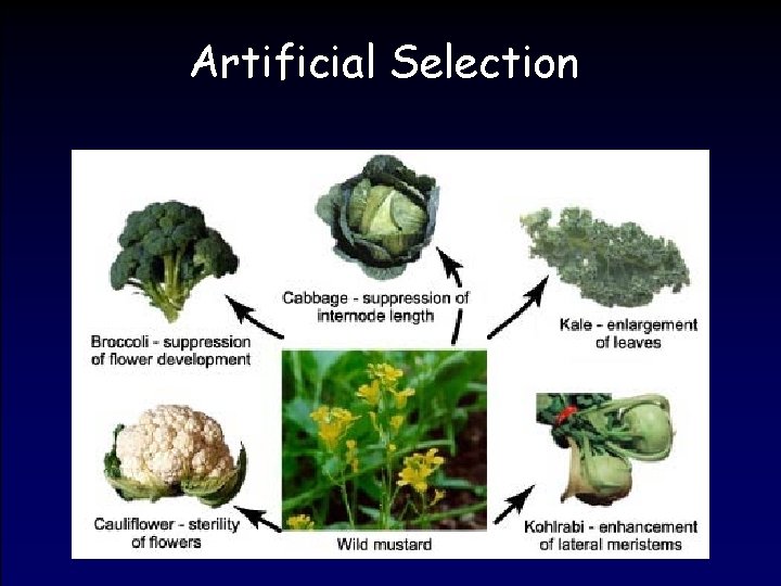 Artificial Selection 