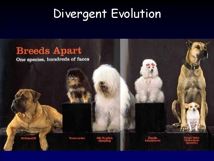 Divergent Evolution 