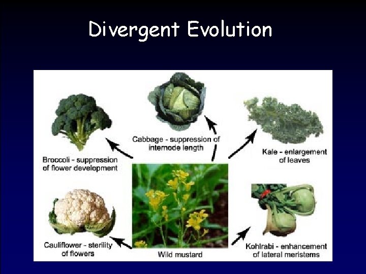 Divergent Evolution 