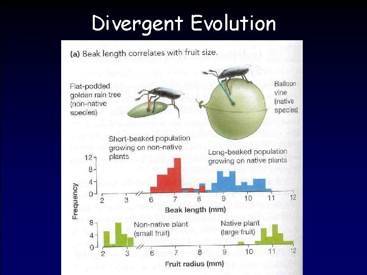 Divergent Evolution 