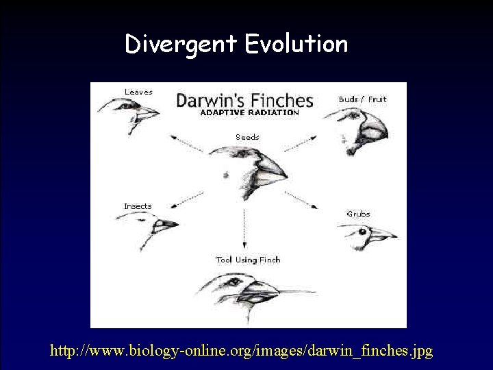 Divergent Evolution http: //www. biology-online. org/images/darwin_finches. jpg 